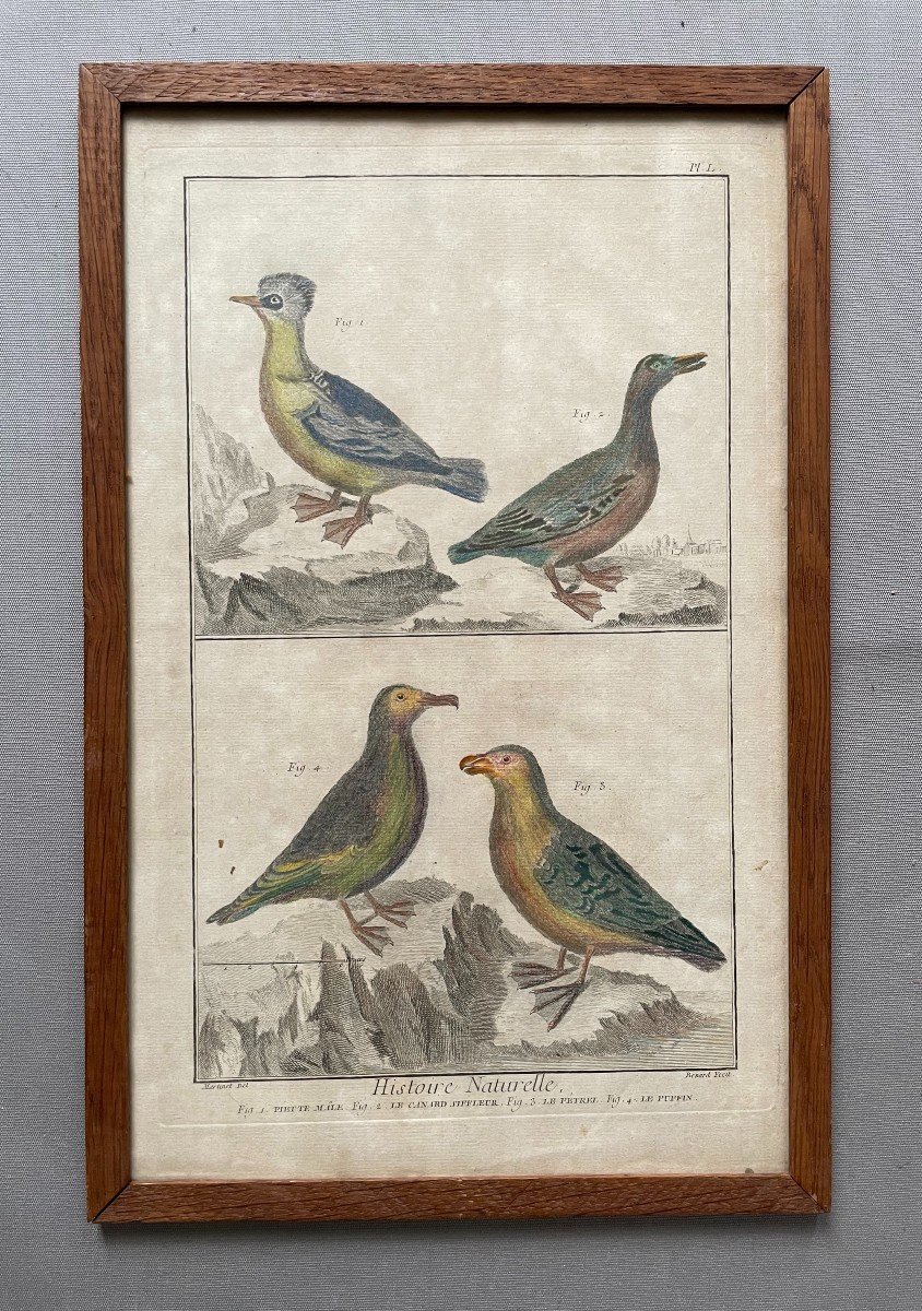 Birds, Natural History, Two Engravings After Martinet-photo-2