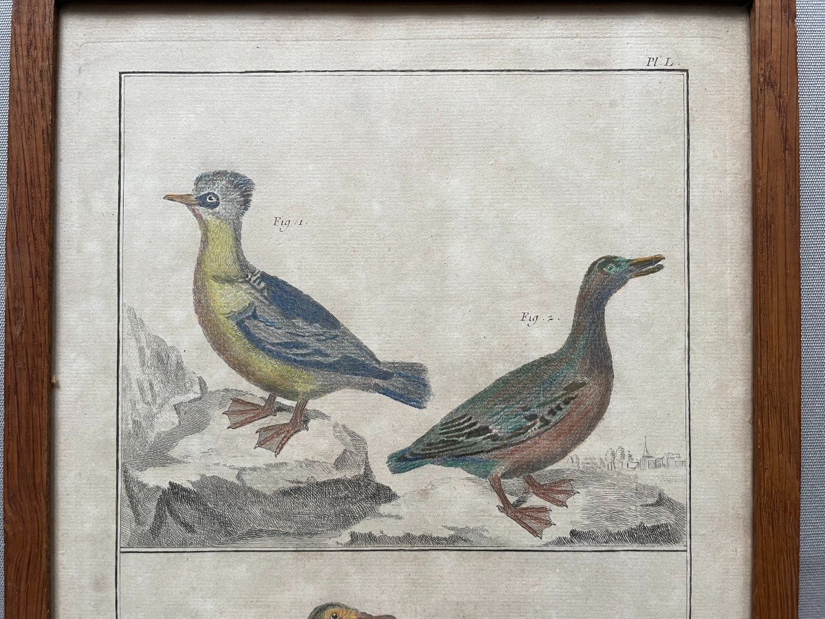 Birds, Natural History, Two Engravings After Martinet-photo-3