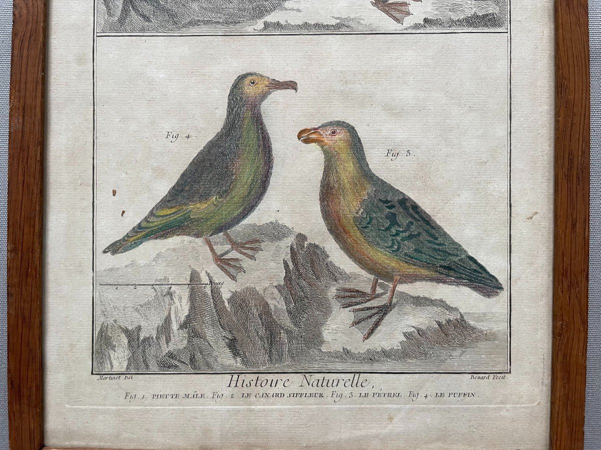 Birds, Natural History, Two Engravings After Martinet-photo-4