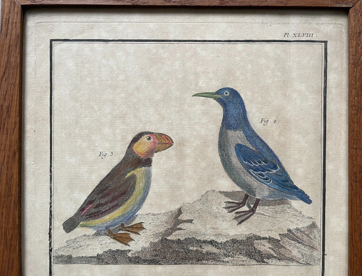 Birds, Natural History, Two Engravings After Martinet-photo-2