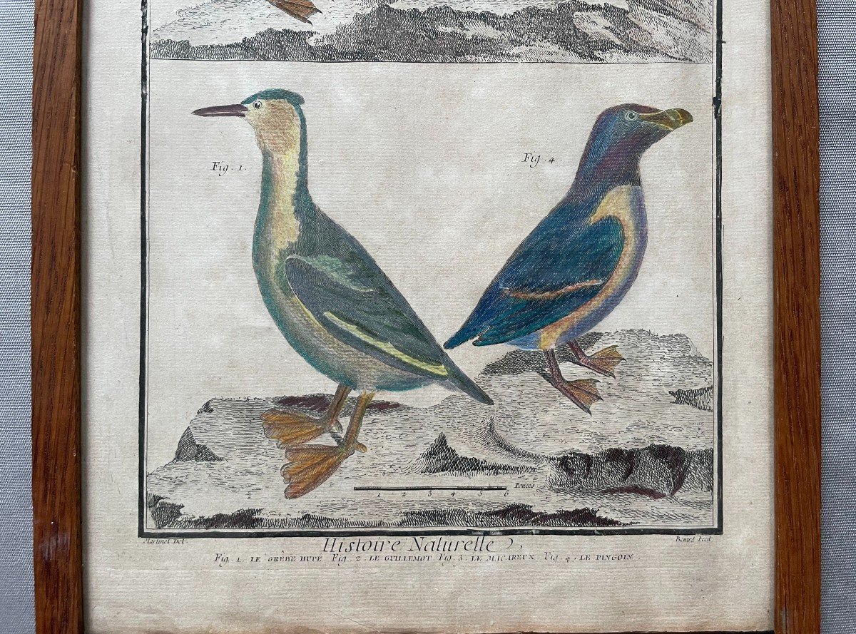 Birds, Natural History, Two Engravings After Martinet-photo-3