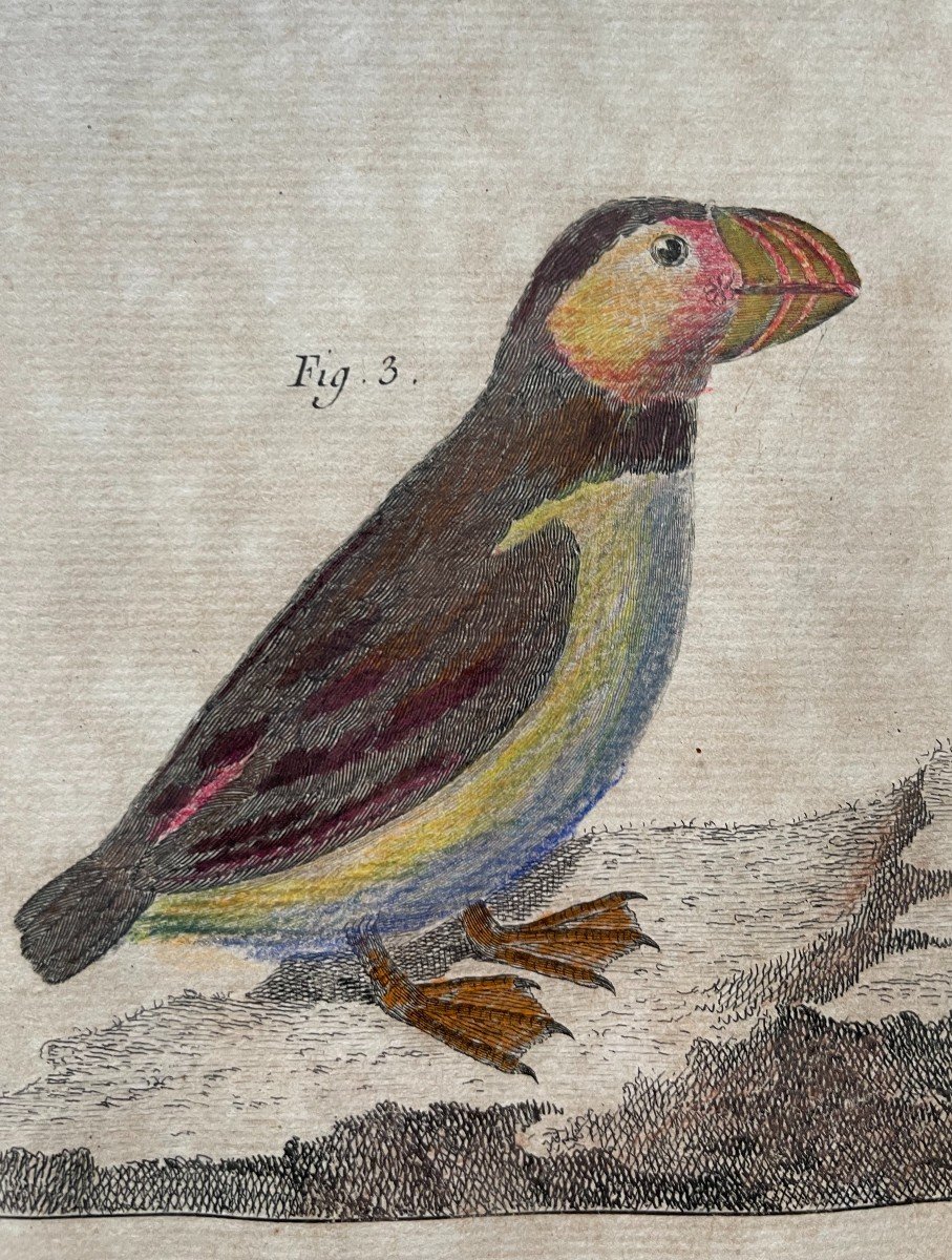 Birds, Natural History, Two Engravings After Martinet-photo-4