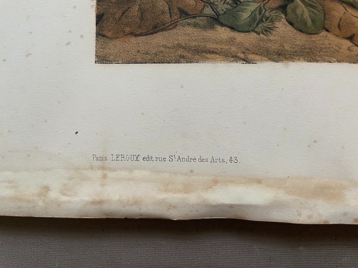 La Bécasse Et La Perdrix Grise, Deux Lithographies Par Edouard Traviès-photo-4