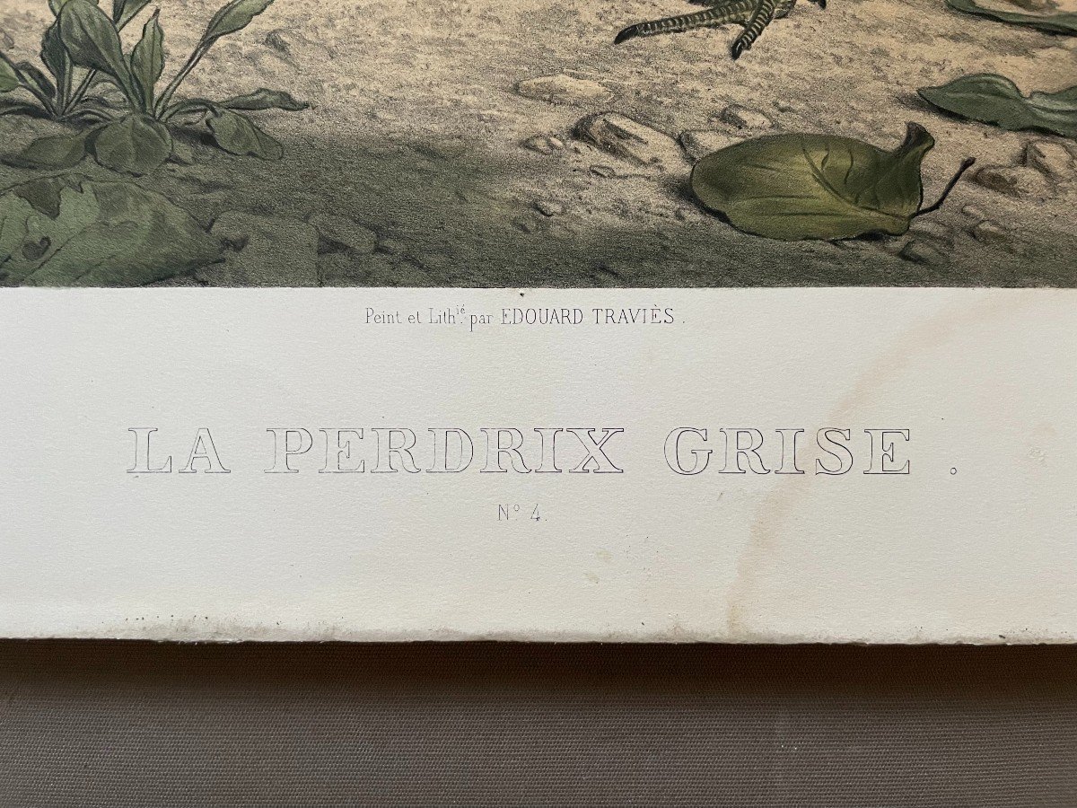 La Bécasse Et La Perdrix Grise, Deux Lithographies Par Edouard Traviès-photo-3