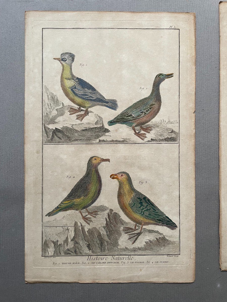 Birds, Natural History, Two Engravings After Martinet-photo-2