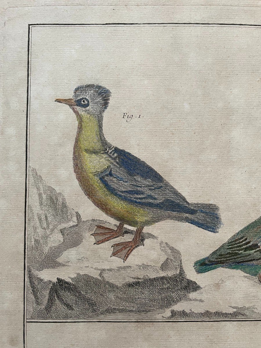 Birds, Natural History, Two Engravings After Martinet-photo-3