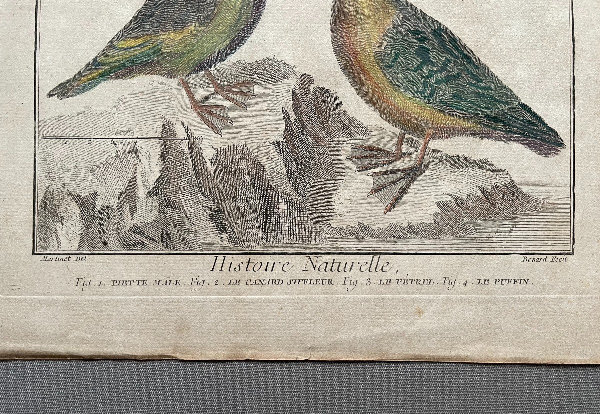 Birds, Natural History, Two Engravings After Martinet-photo-4