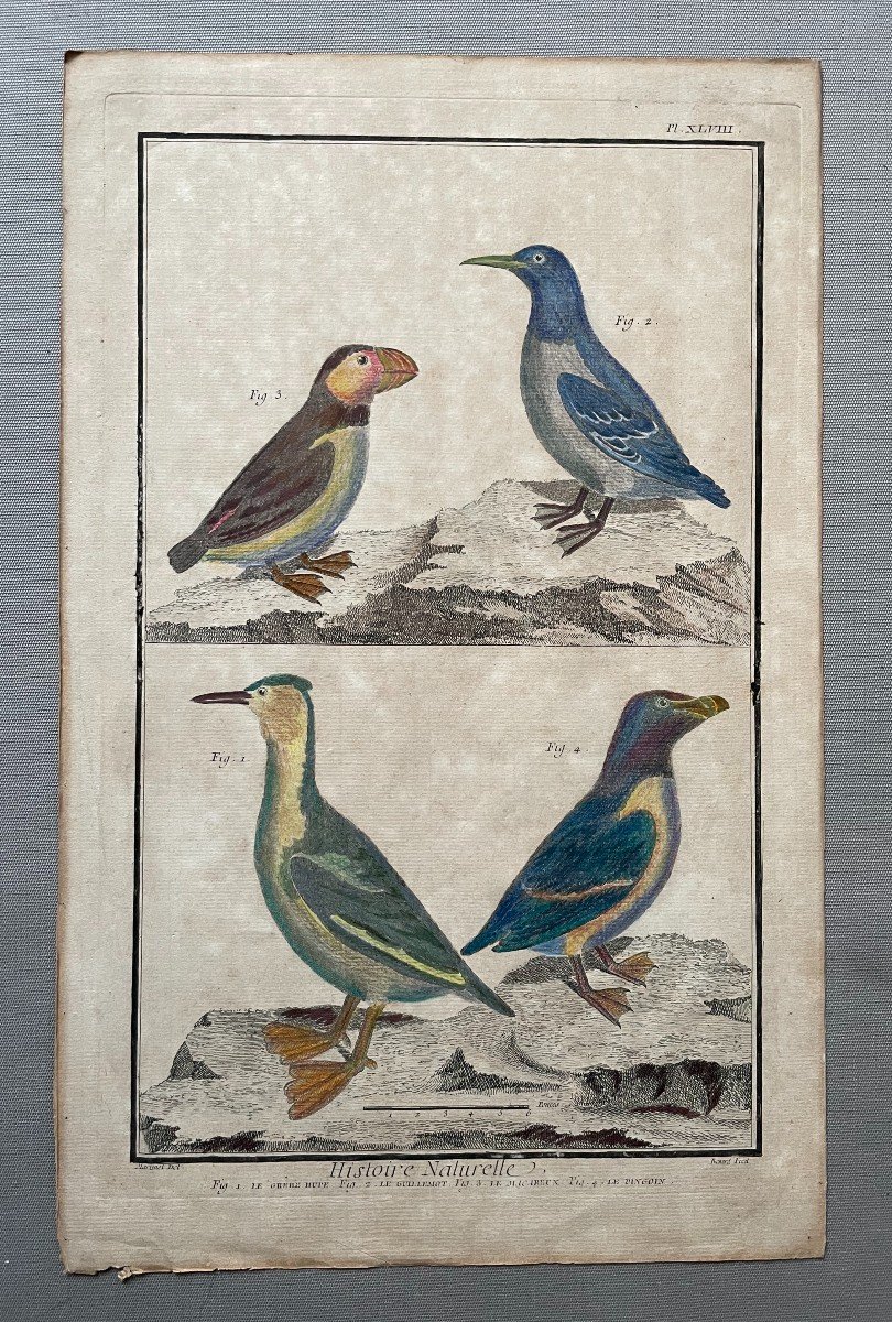 Birds, Natural History, Two Engravings After Martinet-photo-1