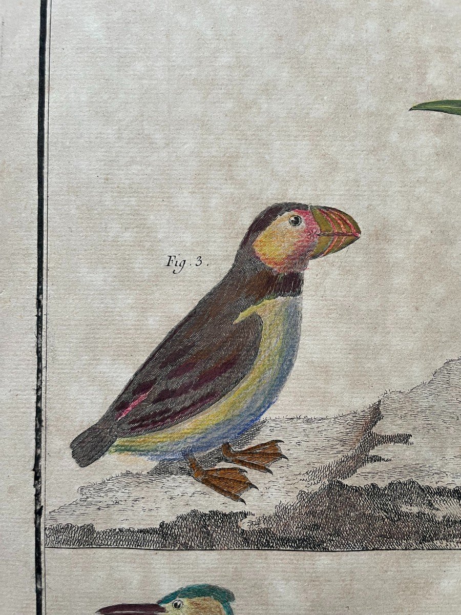 Birds, Natural History, Two Engravings After Martinet-photo-2