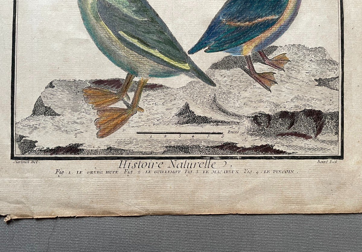 Birds, Natural History, Two Engravings After Martinet-photo-3