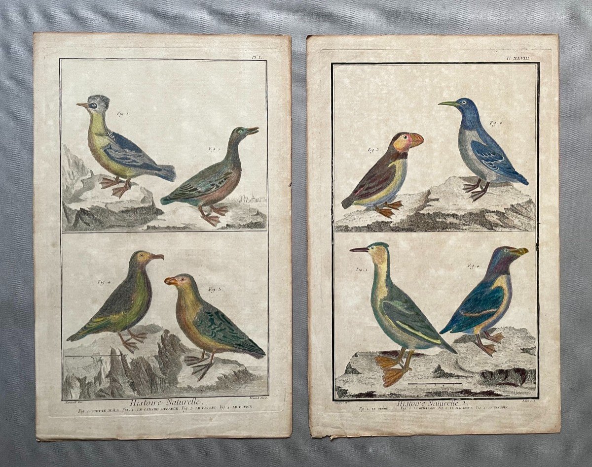 Birds, Natural History, Two Engravings After Martinet