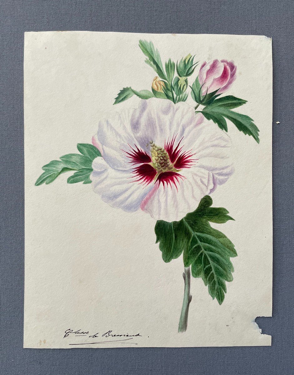 Fleur, Aquarelle Signée De La Comtesse De Bressieux