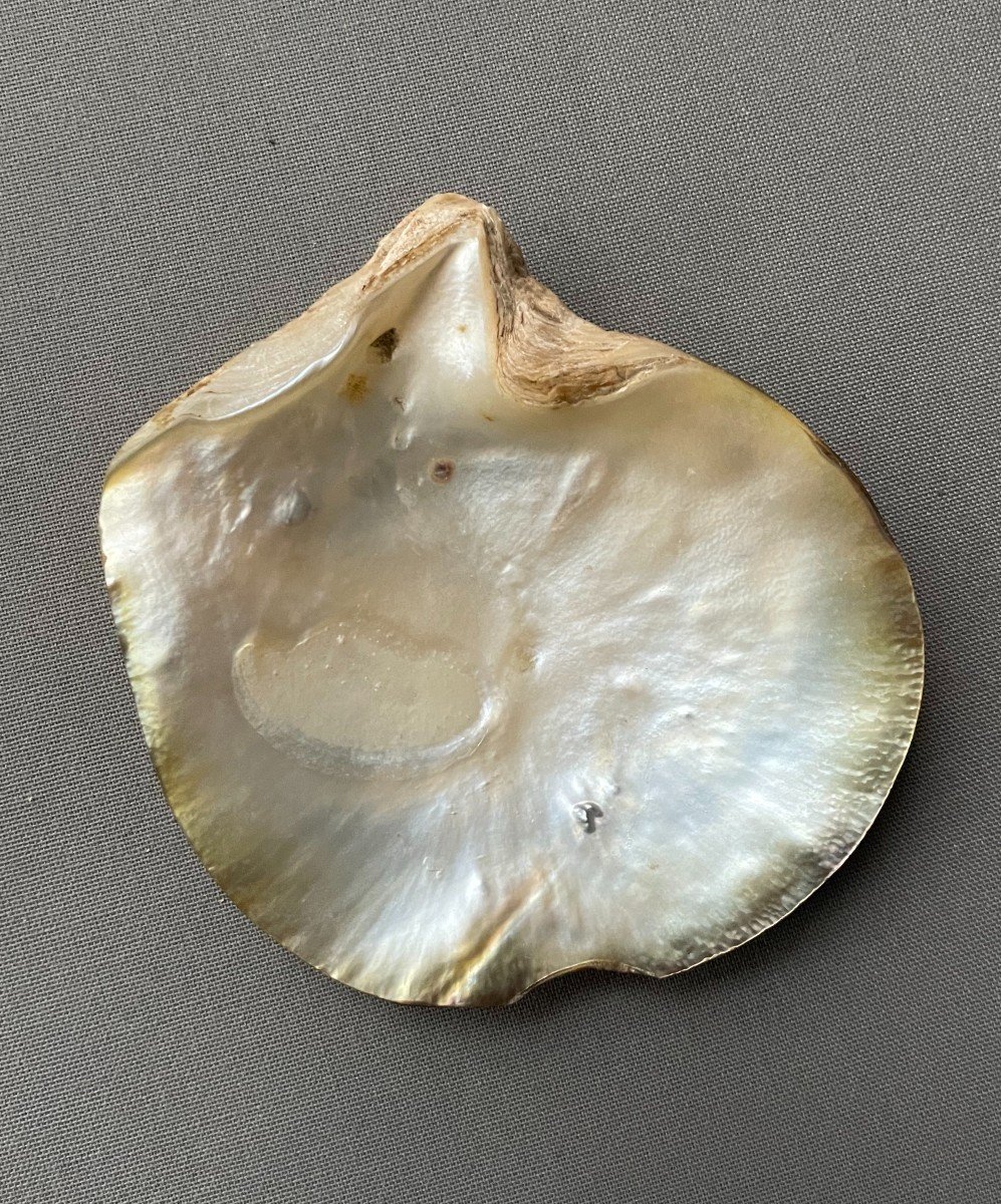 Mother-of-pearl From Convict, New Caledonia-photo-4