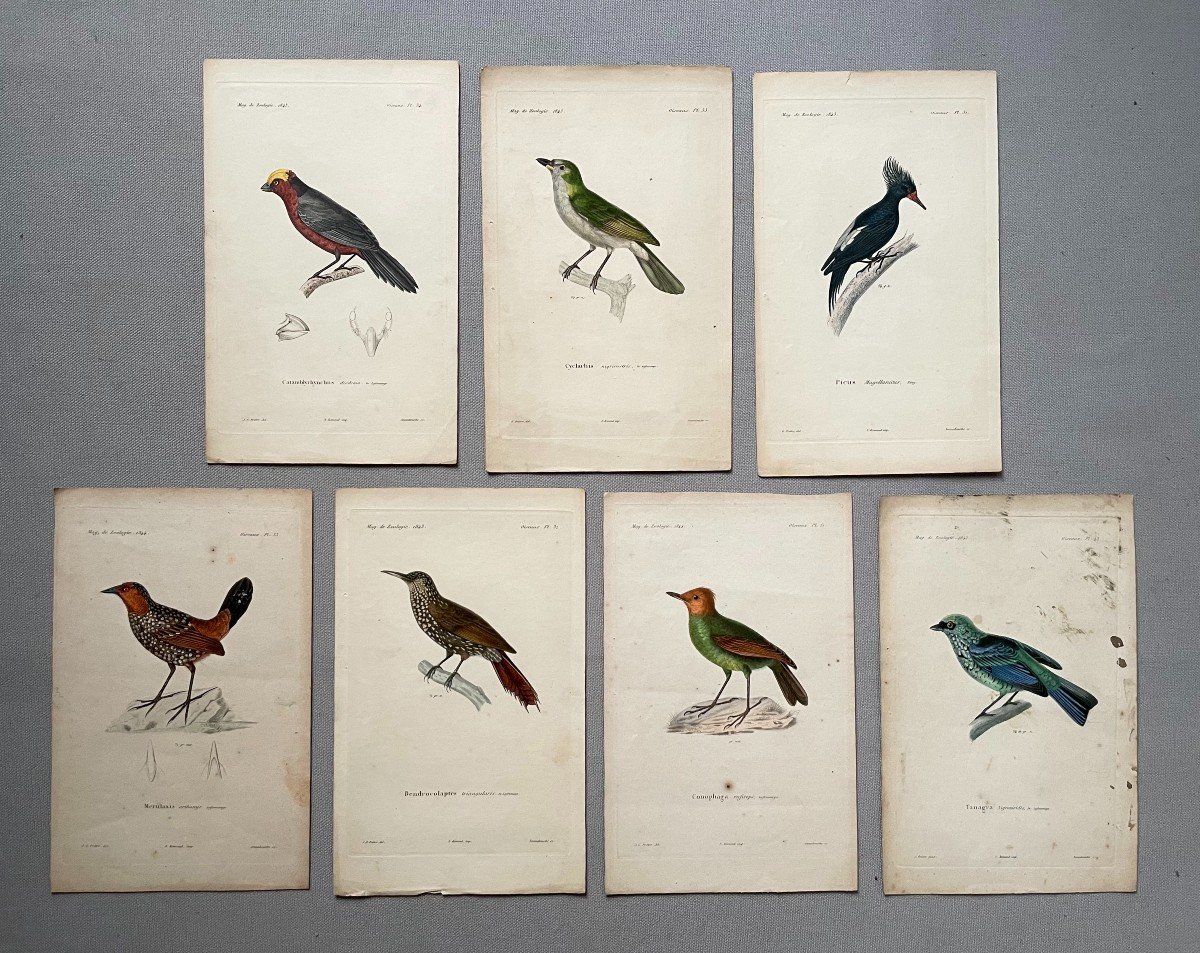 Birds, Zoology, 7 Watercolor Lithographs