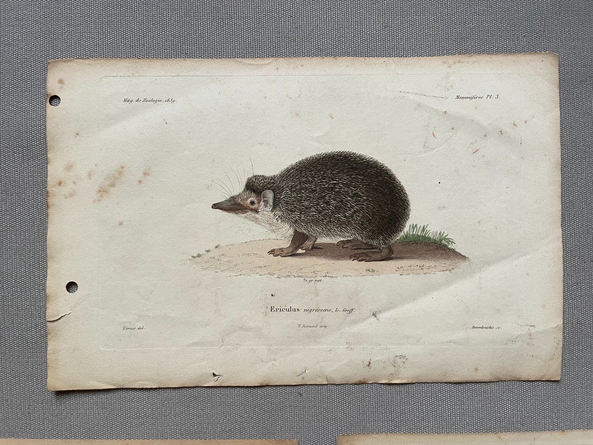 Rodents And Hedgehogs, 11 Watercolor Lithographs-photo-2