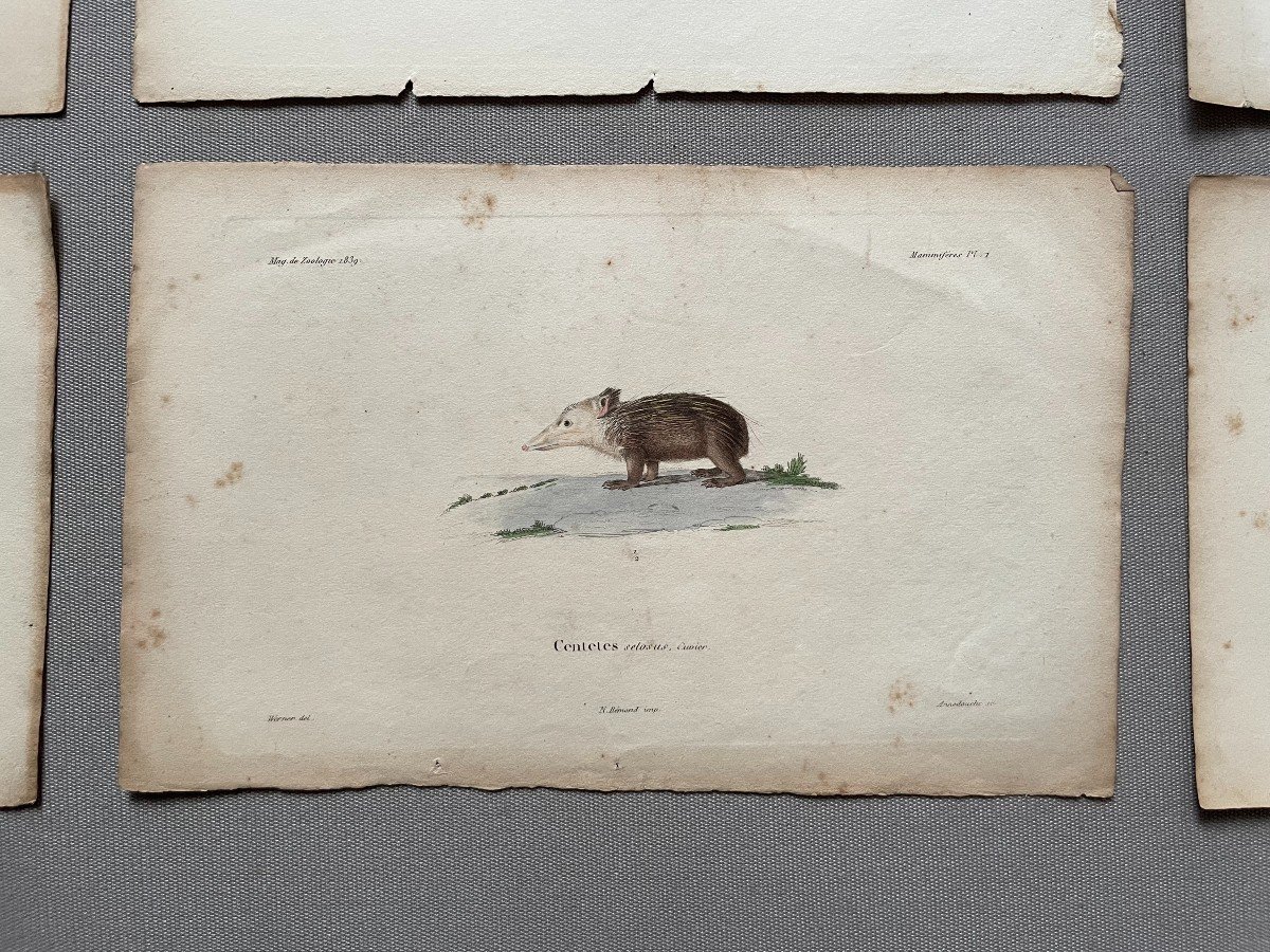 Rodents And Hedgehogs, 11 Watercolor Lithographs-photo-6