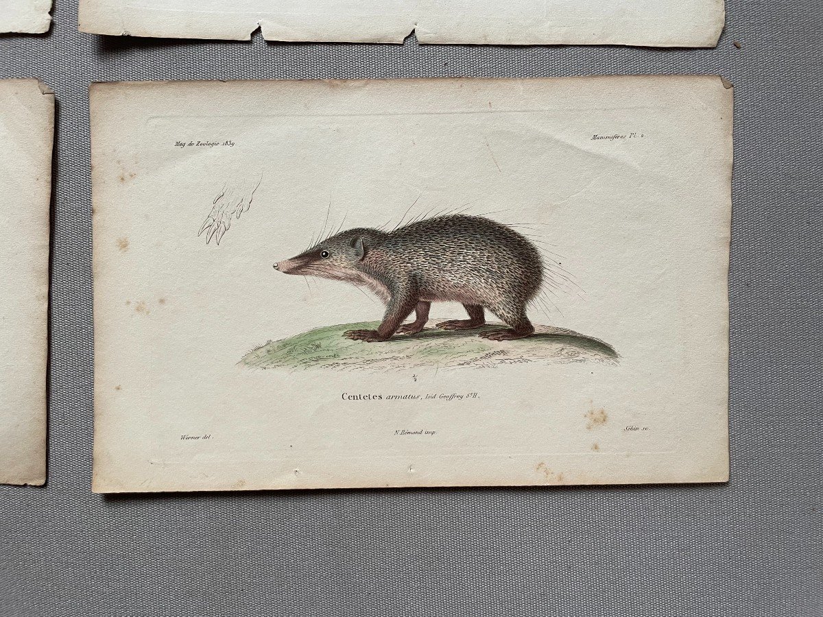 Rodents And Hedgehogs, 11 Watercolor Lithographs-photo-7