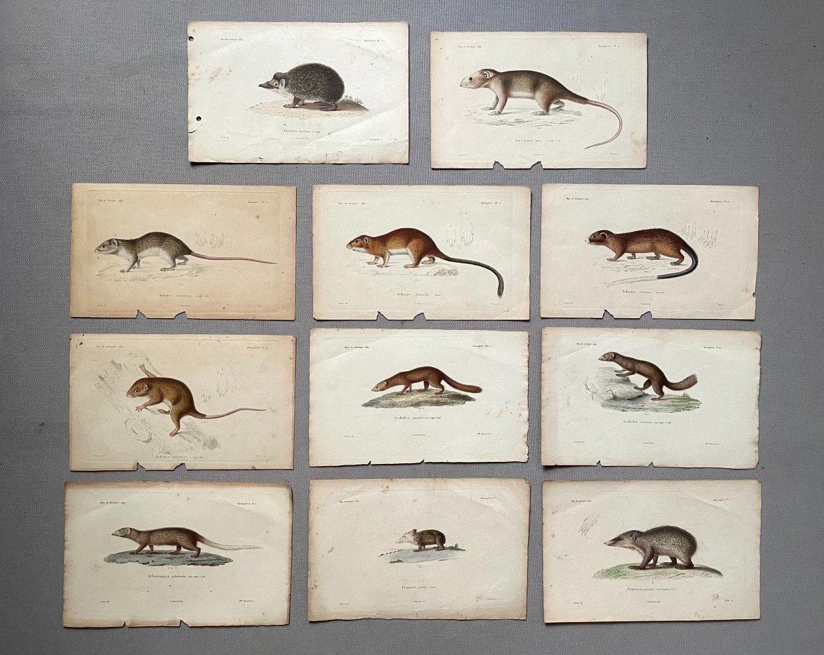 Rodents And Hedgehogs, 11 Watercolor Lithographs