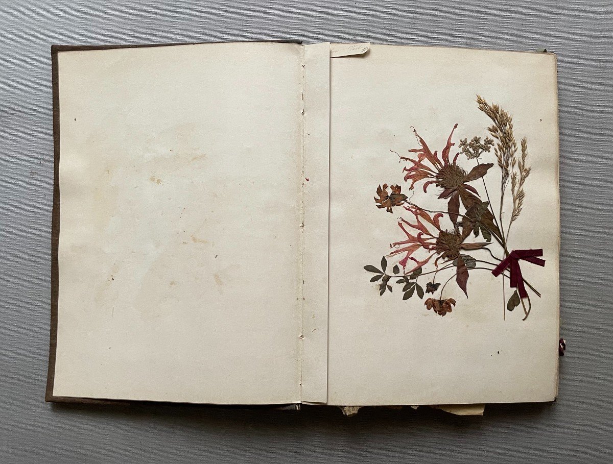 Herbarium End Of The 19th Century-photo-4