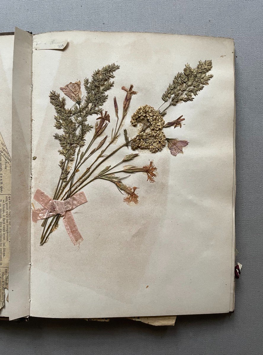 Herbarium End Of The 19th Century-photo-1