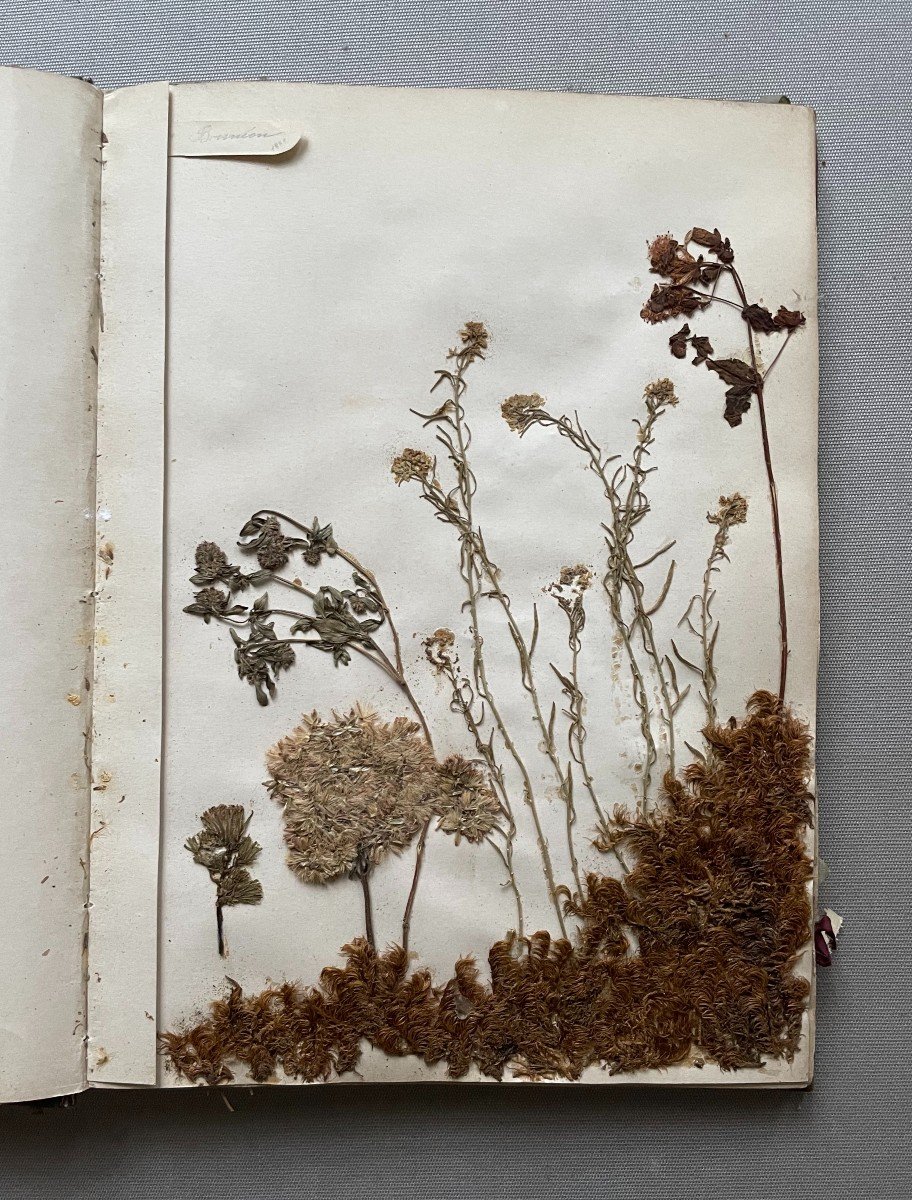 Herbarium End Of The 19th Century-photo-2