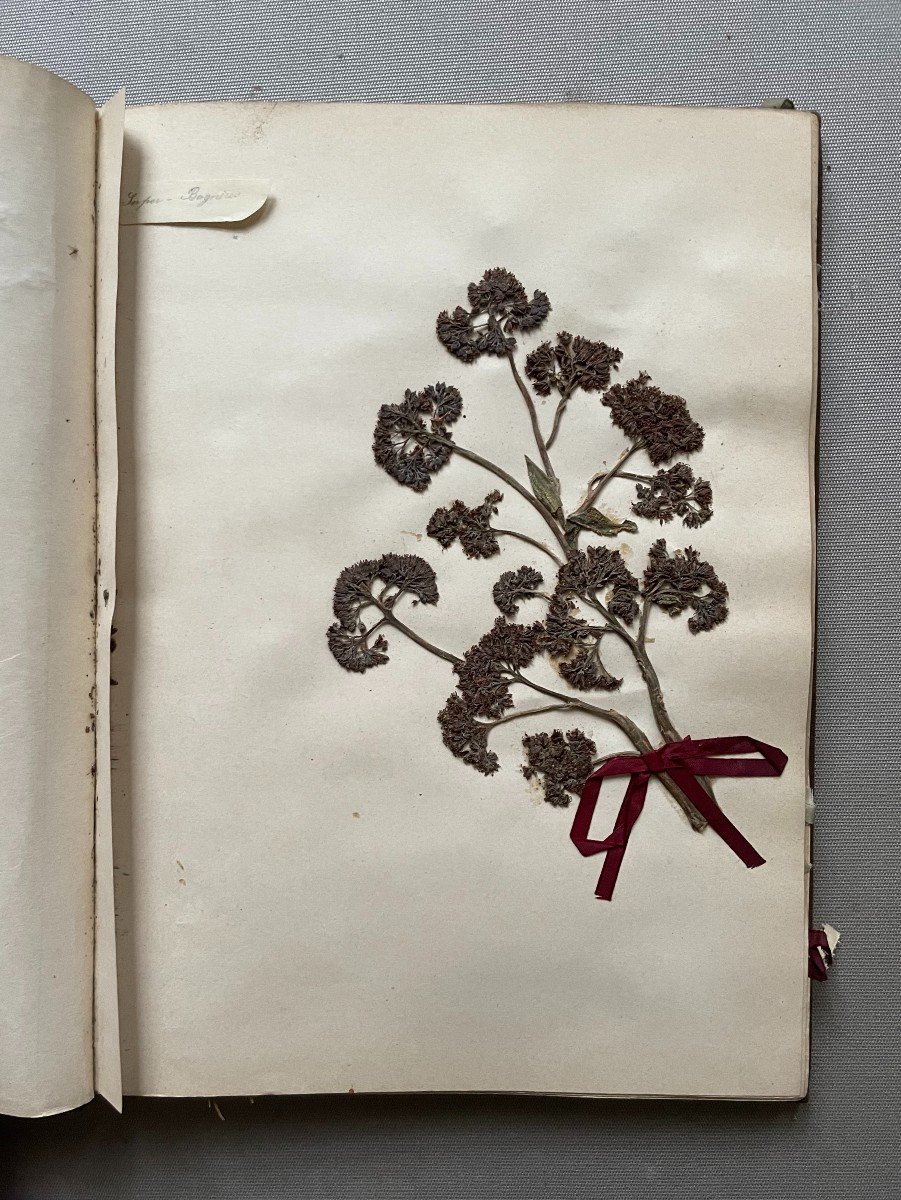 Herbarium End Of The 19th Century-photo-4