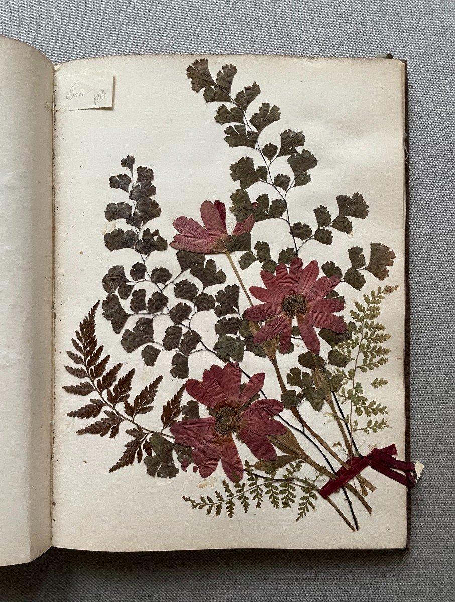 Herbarium End Of The 19th Century-photo-5