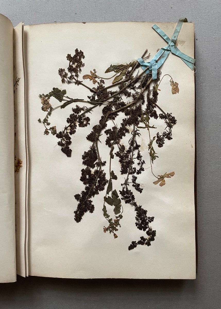 Herbarium End Of The 19th Century-photo-7