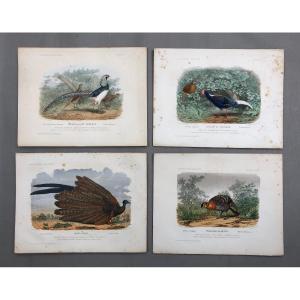 Pheasants, Four Lithographs After Théophile Deyrolle