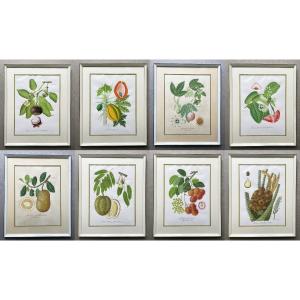 Exotic Fruits, Series Of 8 Botanical Watercolors