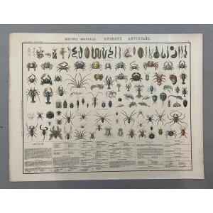 Articulated Animals, Bouasse-lebel Educational Board