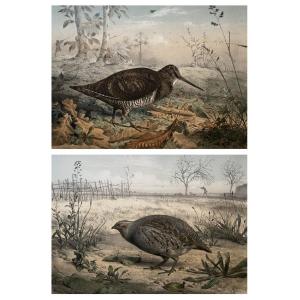 The Woodcock And The Grey Partridge, Two Lithographs By Edouard Traviès