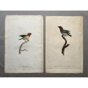  Jacques Barraband, Exotic Birds, Engravings 