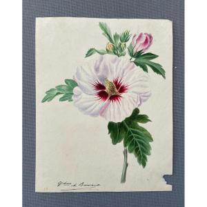 Flower, Watercolor Signed By The Countess Of Bressieux