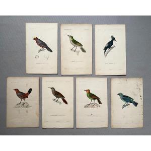 Birds, Zoology, 7 Watercolor Lithographs