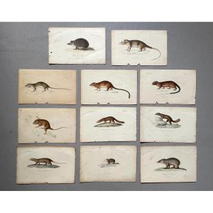 Rodents And Hedgehogs, 11 Watercolor Lithographs