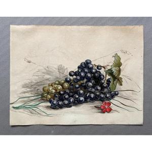 Bunch Of Grapes, Watercolor, Early 20th Century