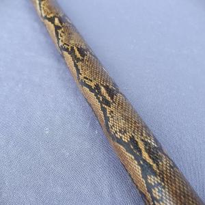 Art Deco Cane, Snakeskin And Horn