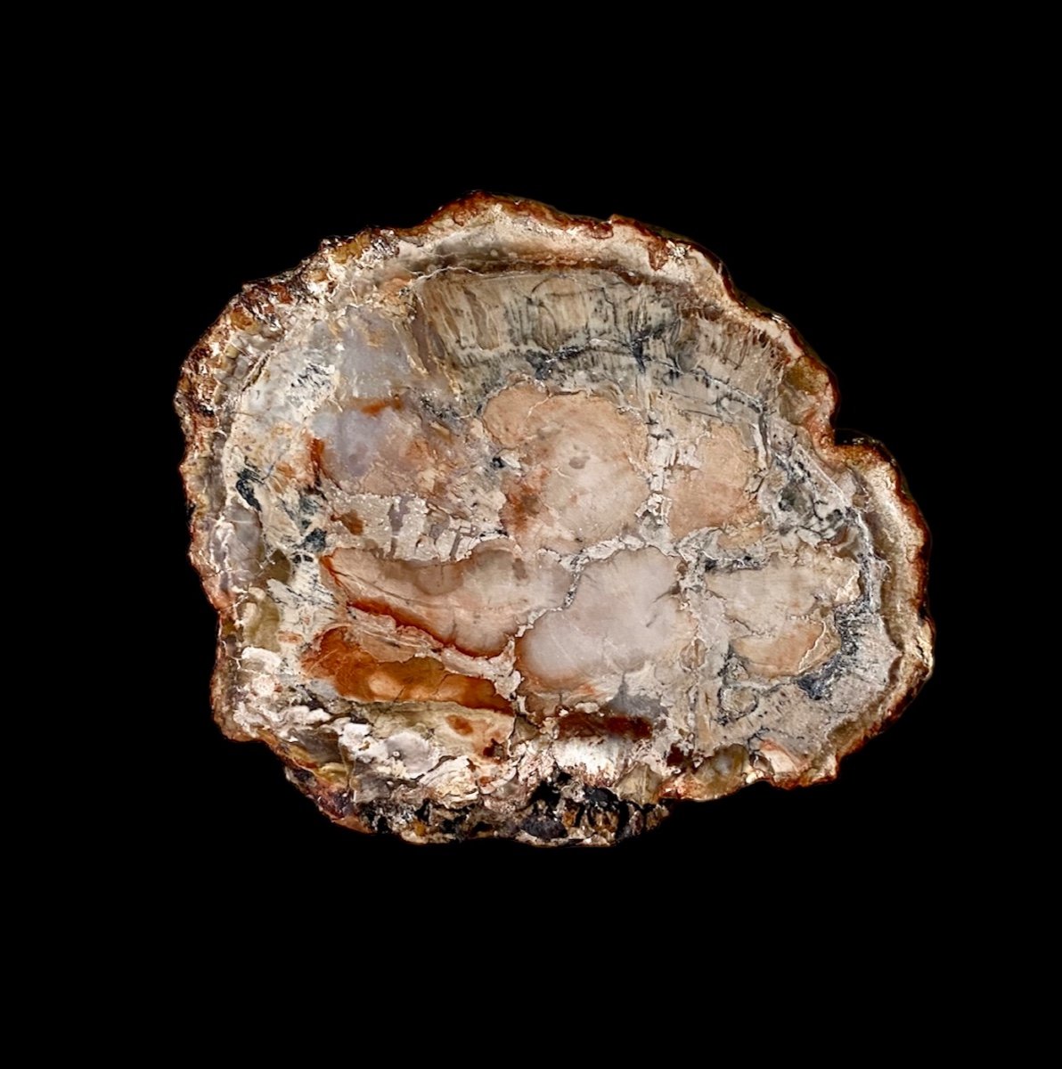 Petrified Wood, 200 Million Years Of Age, Usa Arizona (2)-photo-3