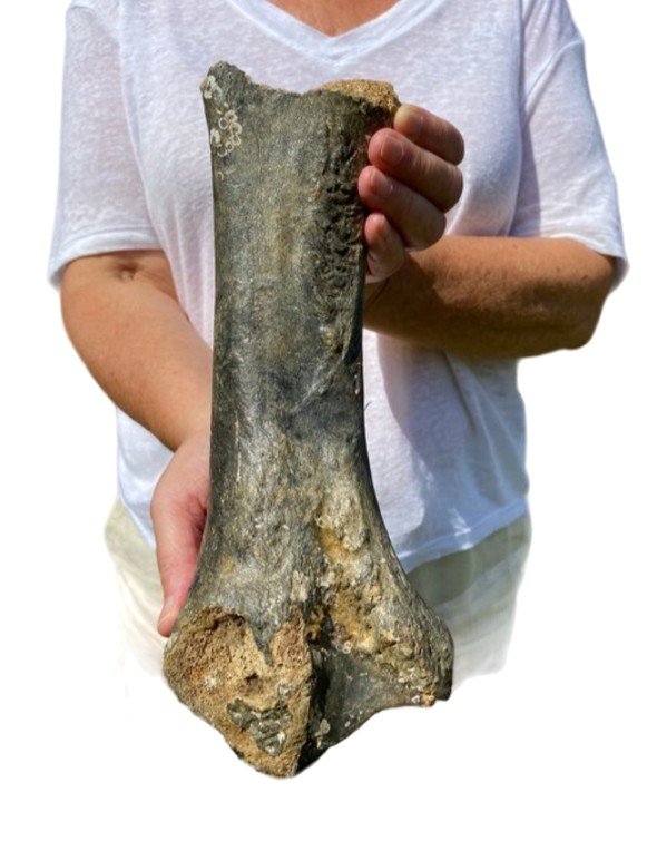 Radius De Rhinocéros Laineux - 30 000 Ans - Fossile - Préhistoire 