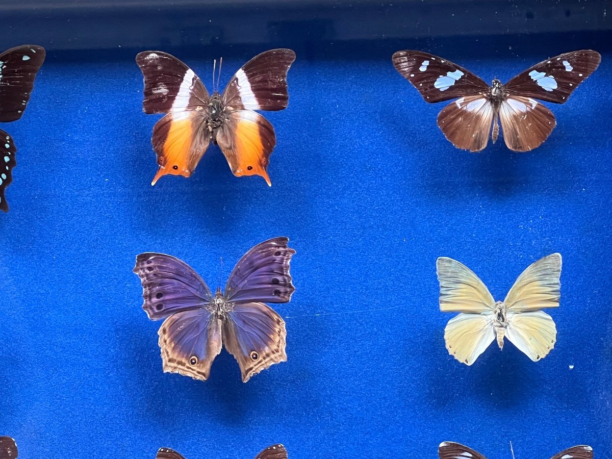 Naturalized Butterflies Taxidermy Box-photo-3