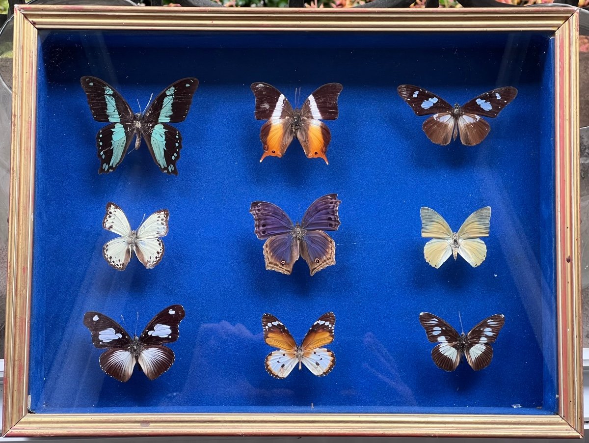 Naturalized Butterflies Taxidermy Box