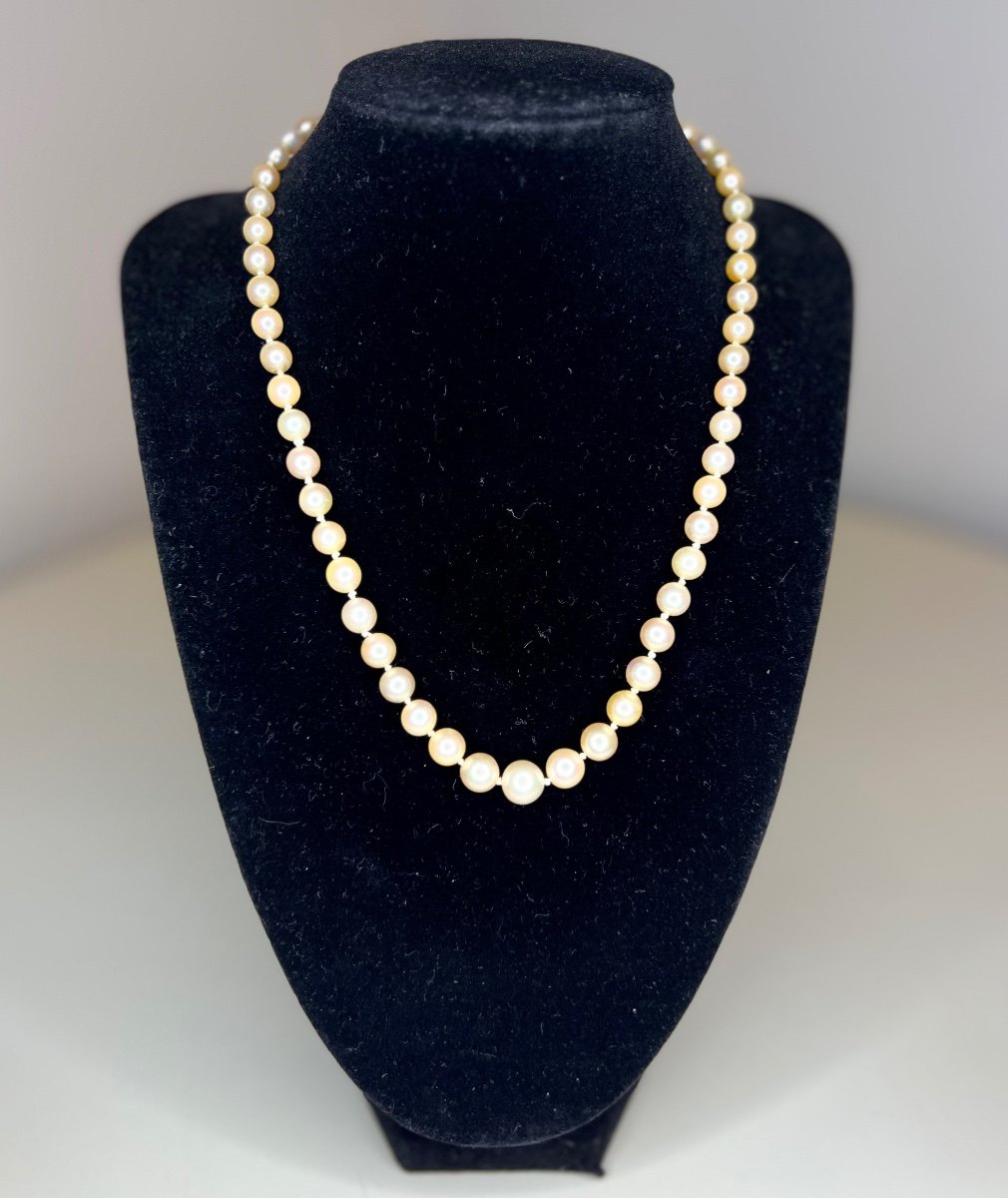 Collier 57 Perles De Culture Fermoir Et Chaînette En Or 18k 44 Cm