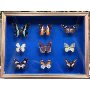 Boîte Taxidermie Papillons Naturalisés