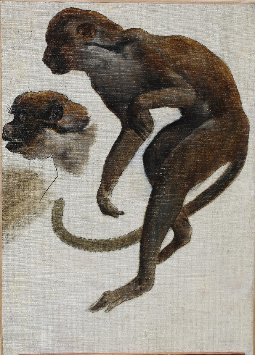 French School Of The 19th Century, Monkey Study, Oil On Canvas.-photo-2