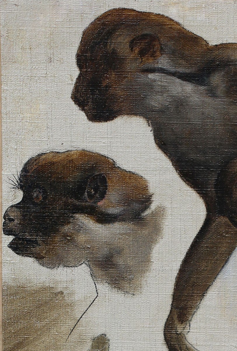 French School Of The 19th Century, Monkey Study, Oil On Canvas.-photo-3