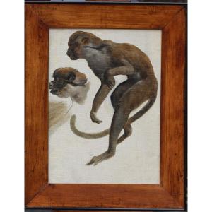 French School Of The 19th Century, Monkey Study, Oil On Canvas.